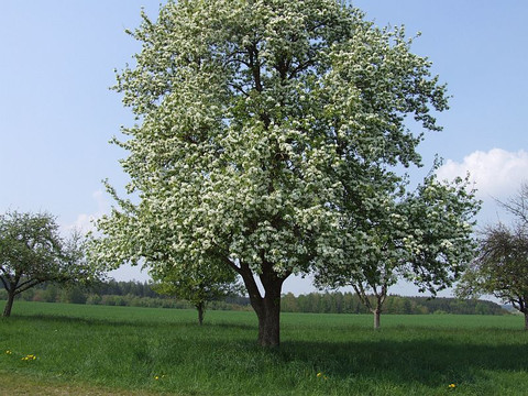 Baum mit Blüte