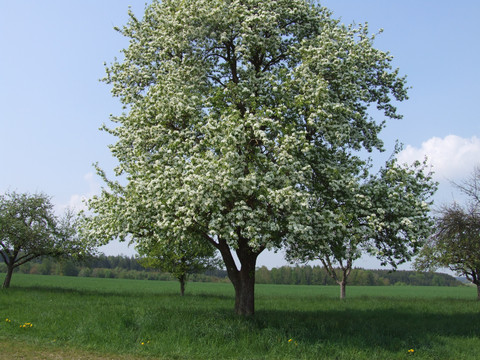 Blühender alter Apfelbaum - Bild wird durch Klick vergrößert